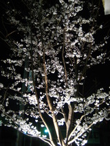 ライトアップの桜