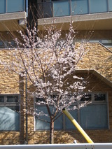 8桜全景