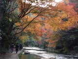 2009_11290098