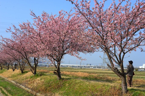 春が来た6