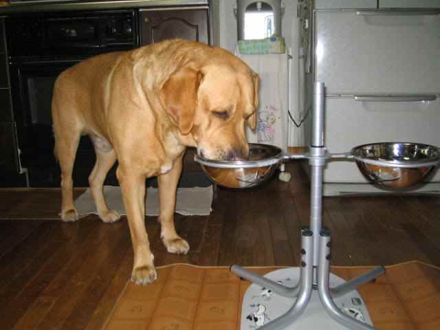 わん卓の写真
