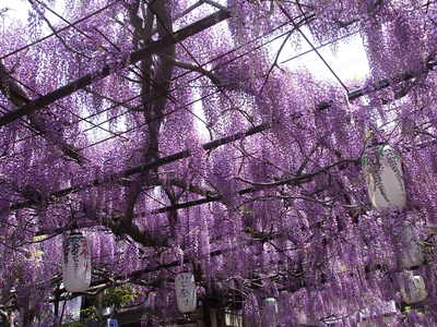 ふじ祭り