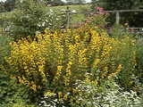 flower4