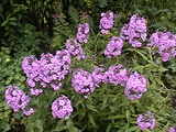 flower3