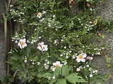 flower1
