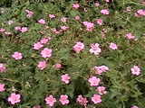 flower2
