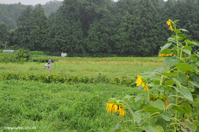 P8157486