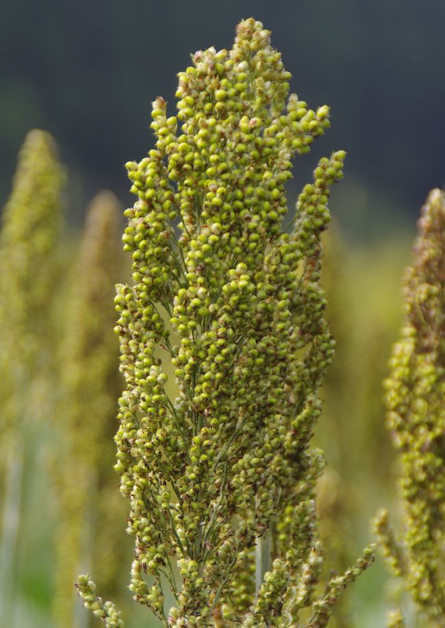 土のうたモロコシ