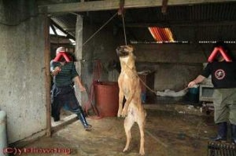 South Korean eat dogs. Handling of the dog by the Republic of Korea