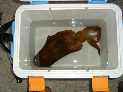 ika 001_R