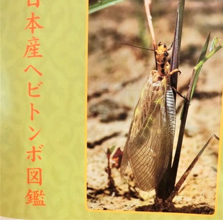 夏も冬もヘビトンボでした : 森でのできごと