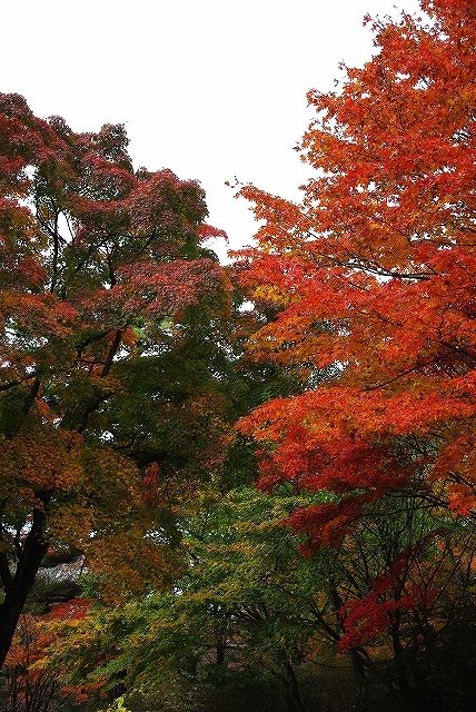 2011榛名紅葉22