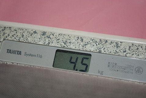 SDキャリング31