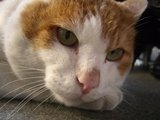tora4