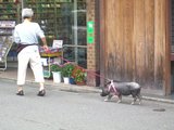gion3