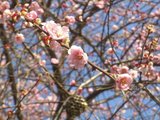 hana1