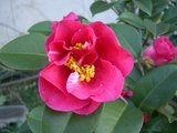 hana3