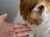 tora3