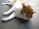 tora2