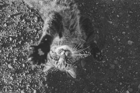 blog photo cat2