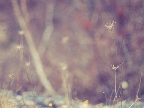 blog photo nature