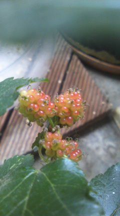 8255d32a.jpg