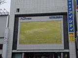 alta