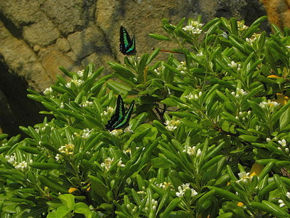 DSCN55290001