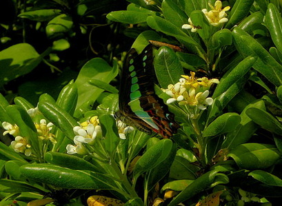DSCN55300001