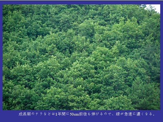 中国で20年間植林を続ける日本人 地元民が反日→親日に