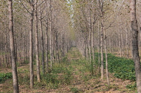 中国で20年間植林を続ける日本人 地元民が反日→親日に