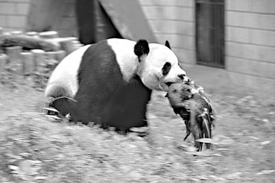 長文乙！中国系2chまとめblog : 【ショック】<b>パンダ</b>がクジャクを噛み <b>...</b>