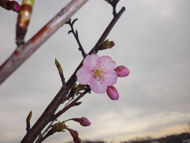 河津桜が咲いた よぉすけず Cafe