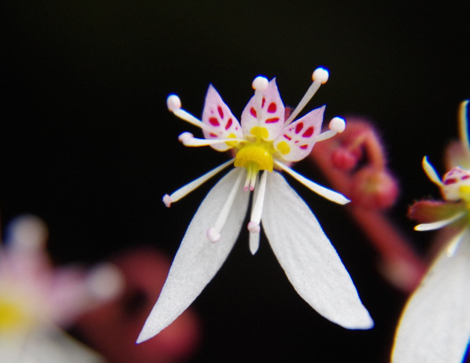 ユキノシタ 雪の下 ユキノシタ科ユキノシタ属 草津温泉 草津スカイランドホテル 公式