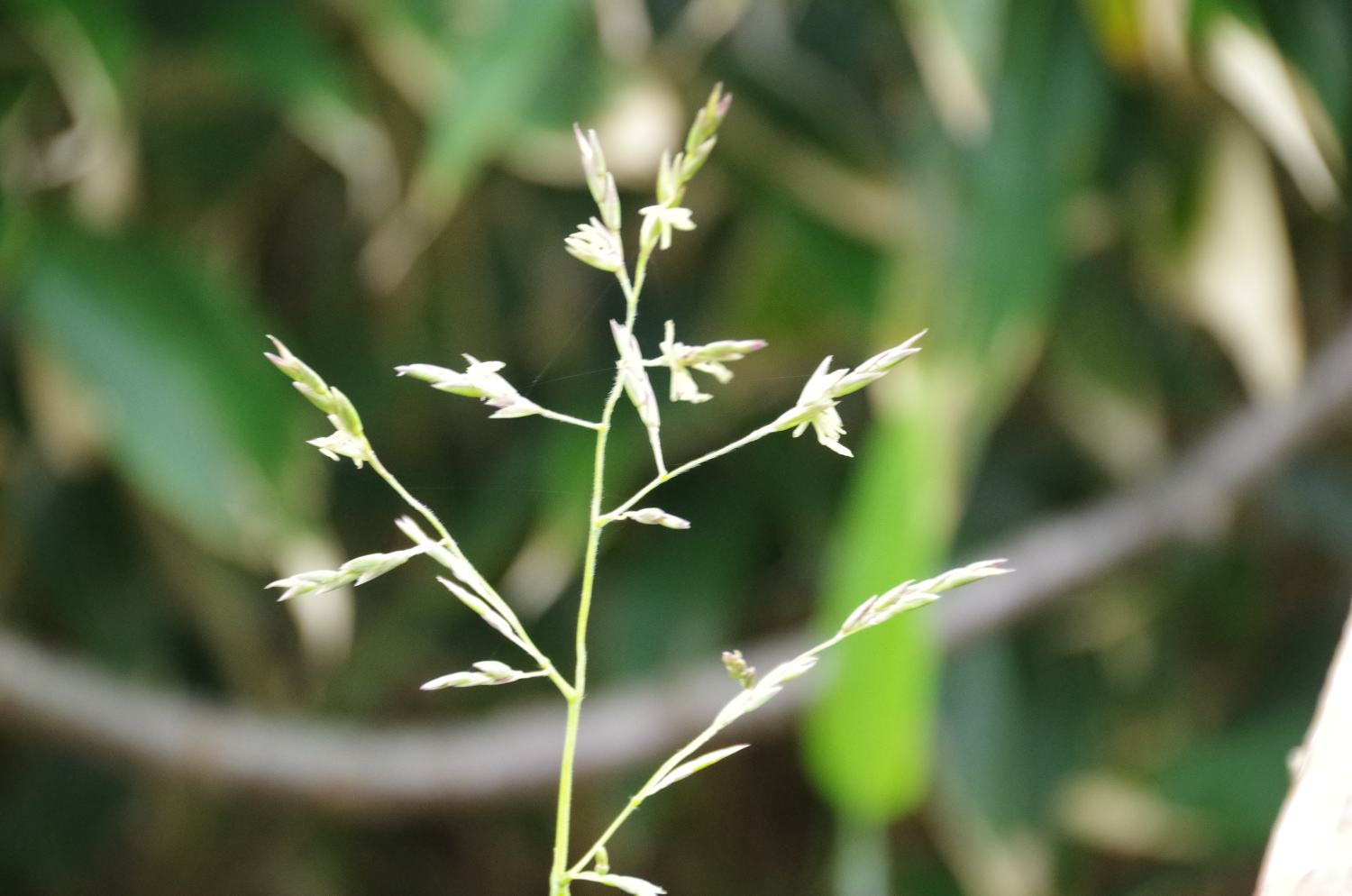 60年に１度 笹の花が咲いてます 草津温泉 草津スカイランドホテル 公式