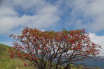 IMGP8793 ナナカマド