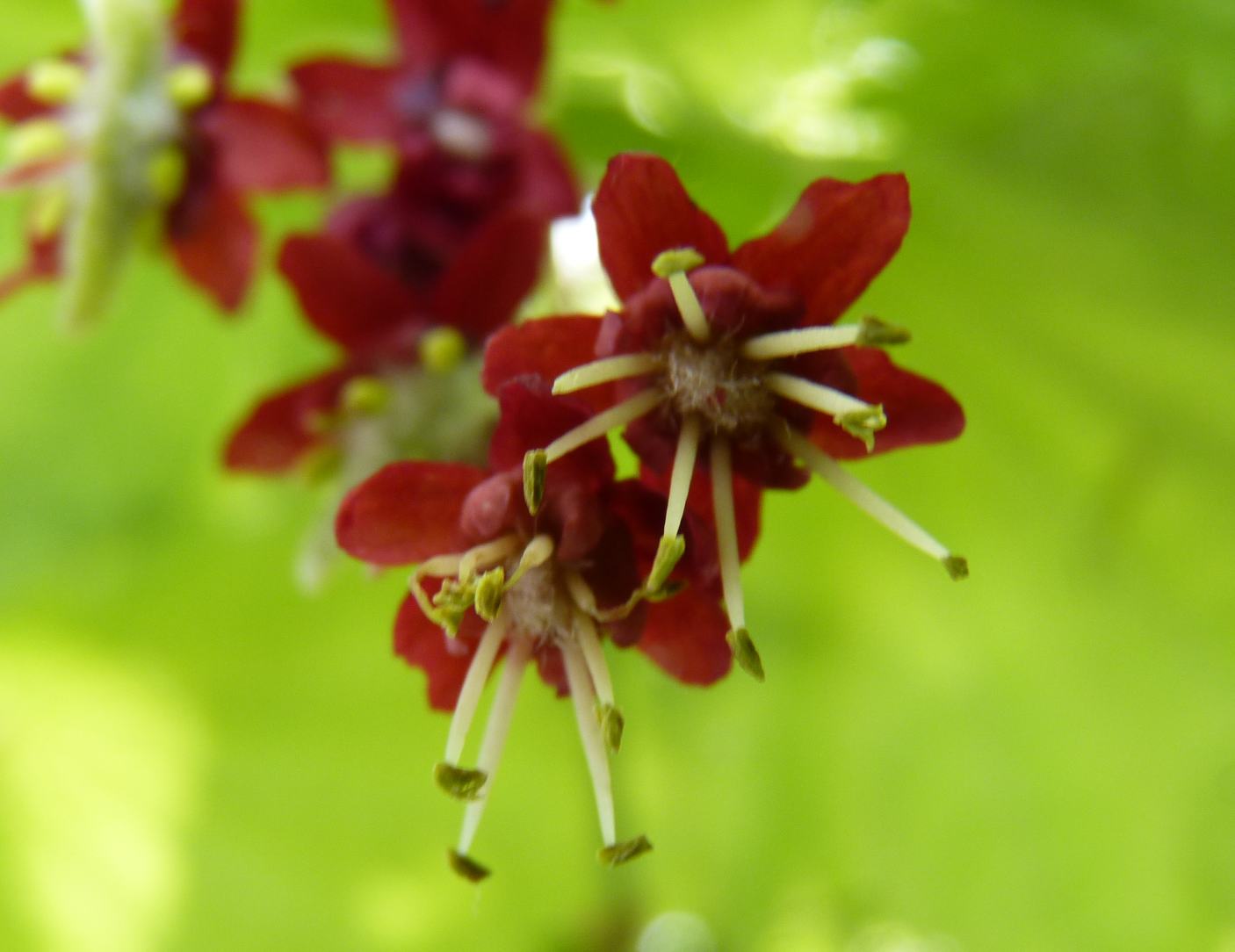 新緑のカエデに花が咲いてます 草津温泉 草津スカイランドホテル 公式