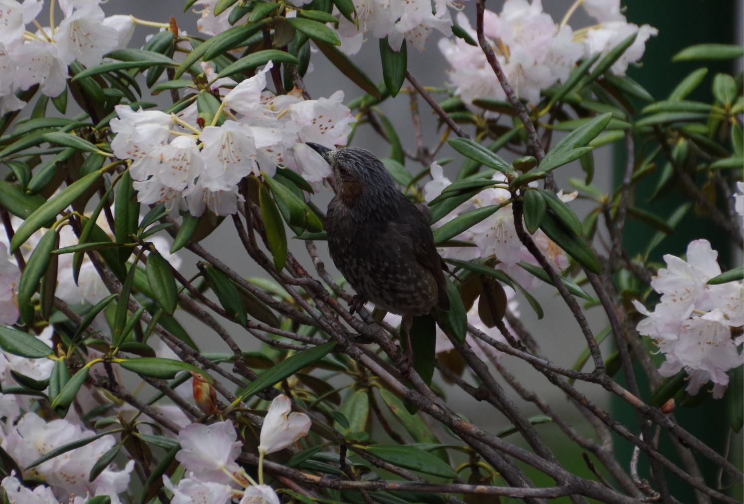 ヒヨドリと石楠花 草津温泉 草津スカイランドホテル 公式