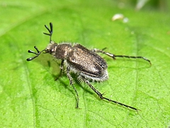 ホウシャハナムグリ Japanese Flower Beetles-1 (日本産ハナムグリ)