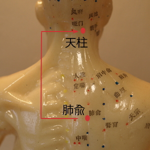 肺兪天柱