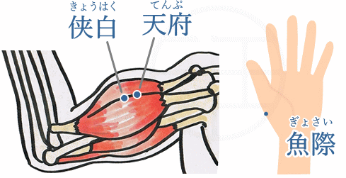 侠白と魚際