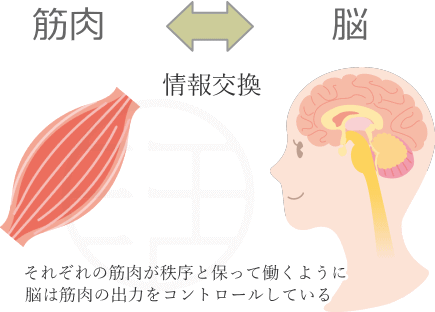 筋肉と脳