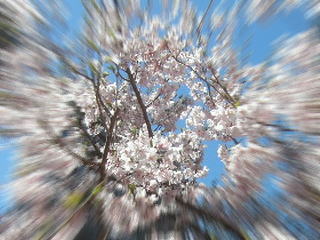 吸い込まれそうな桜の木の下で