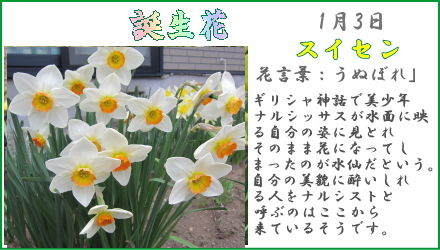 1月3日 誕生花 花日記