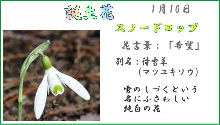 1月3日 誕生花 花日記