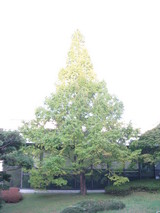 tree1