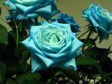 bluerose10
