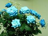 bluerose8