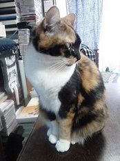 5 リラ