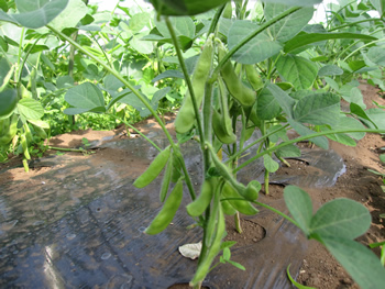 edamame